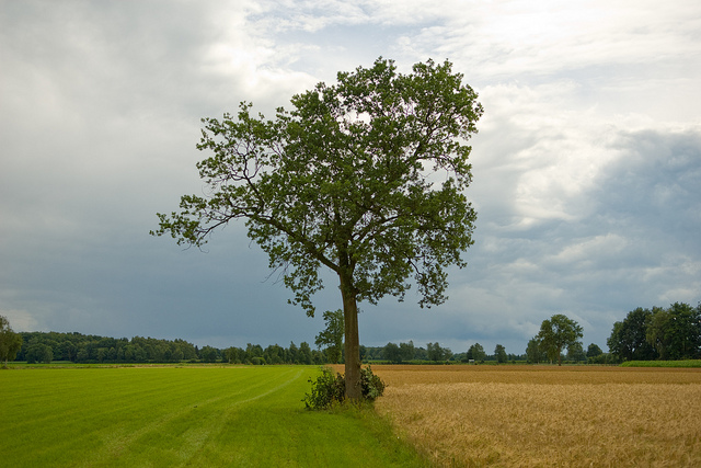 Hovenier in noord-brabant