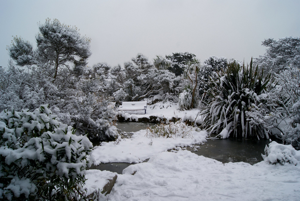 Uw vijver winterklaar laten maken