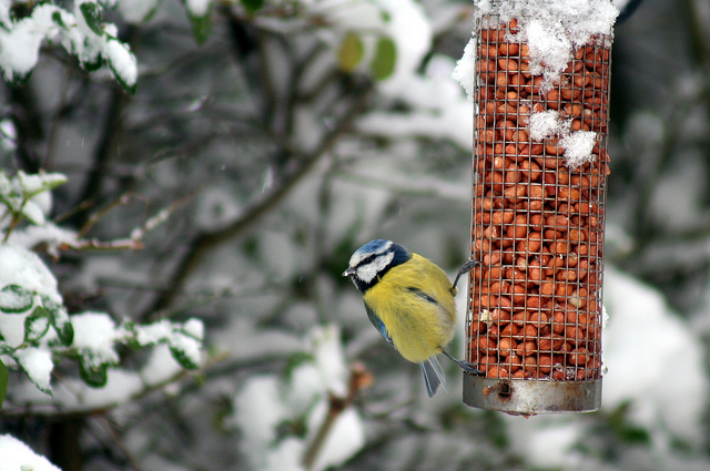Ook in de winter kunnen er vogels zijn in uw tuin